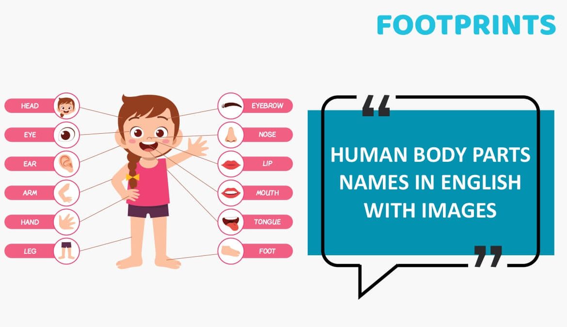 Human Body Parts Names In English