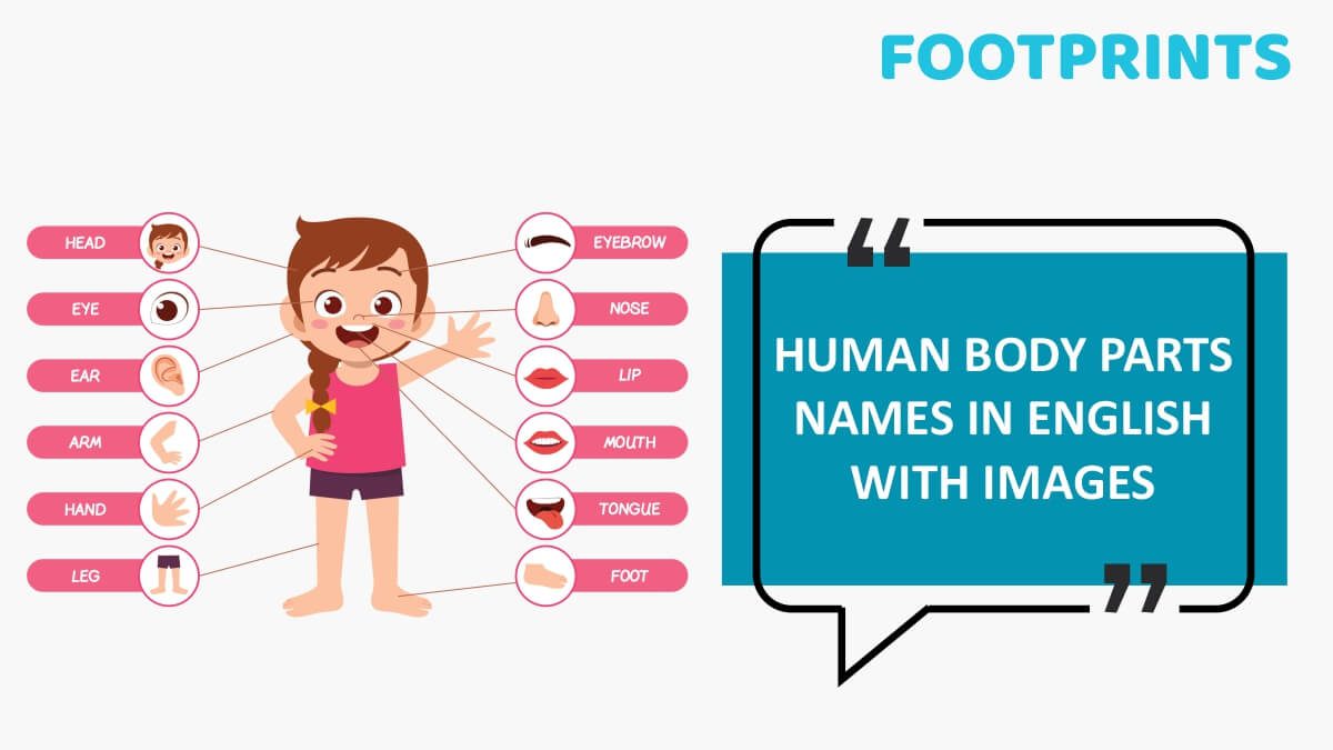 Human Body Parts Names In English