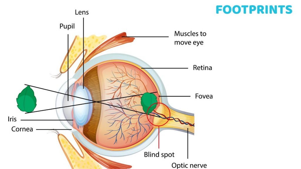 How does Visual Perception work?