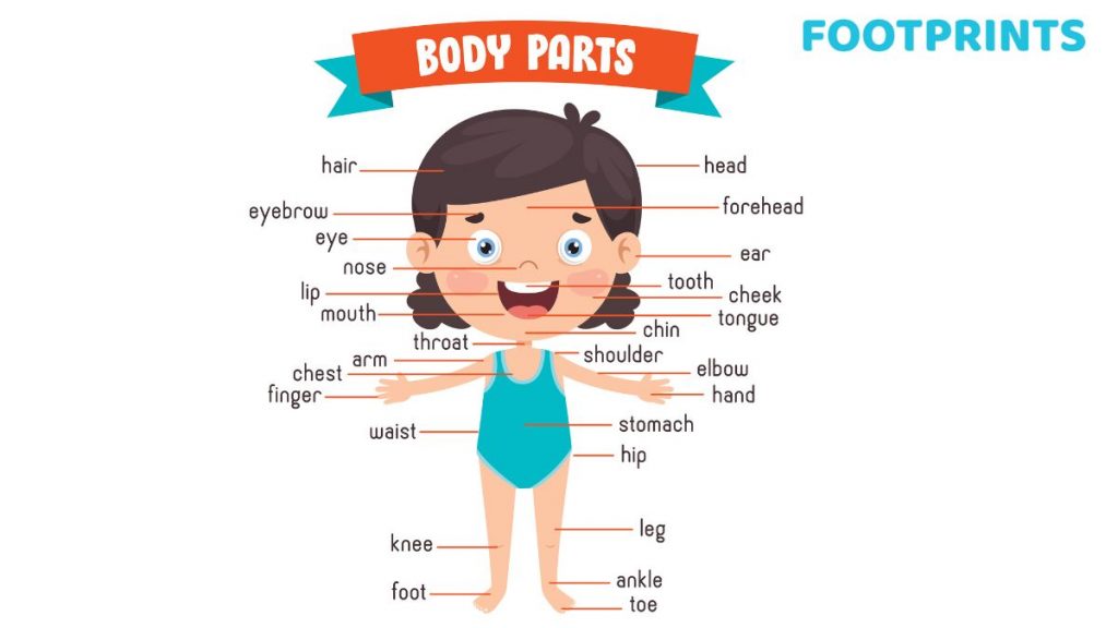  correct names of body parts